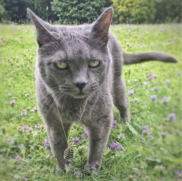 haustier portrait katze vorlage